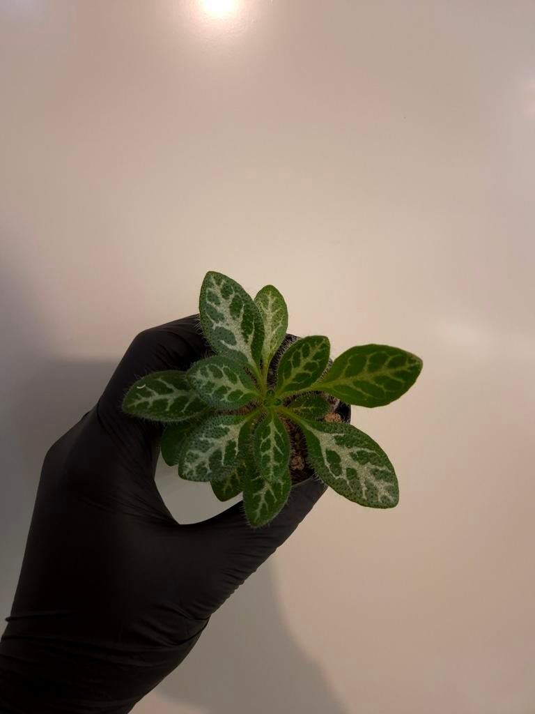 Primulina sinovietnamica (zeldzaam), Huis en Inrichting, Kamerplanten, Minder dan 100 cm, Halfschaduw, Ophalen of Verzenden