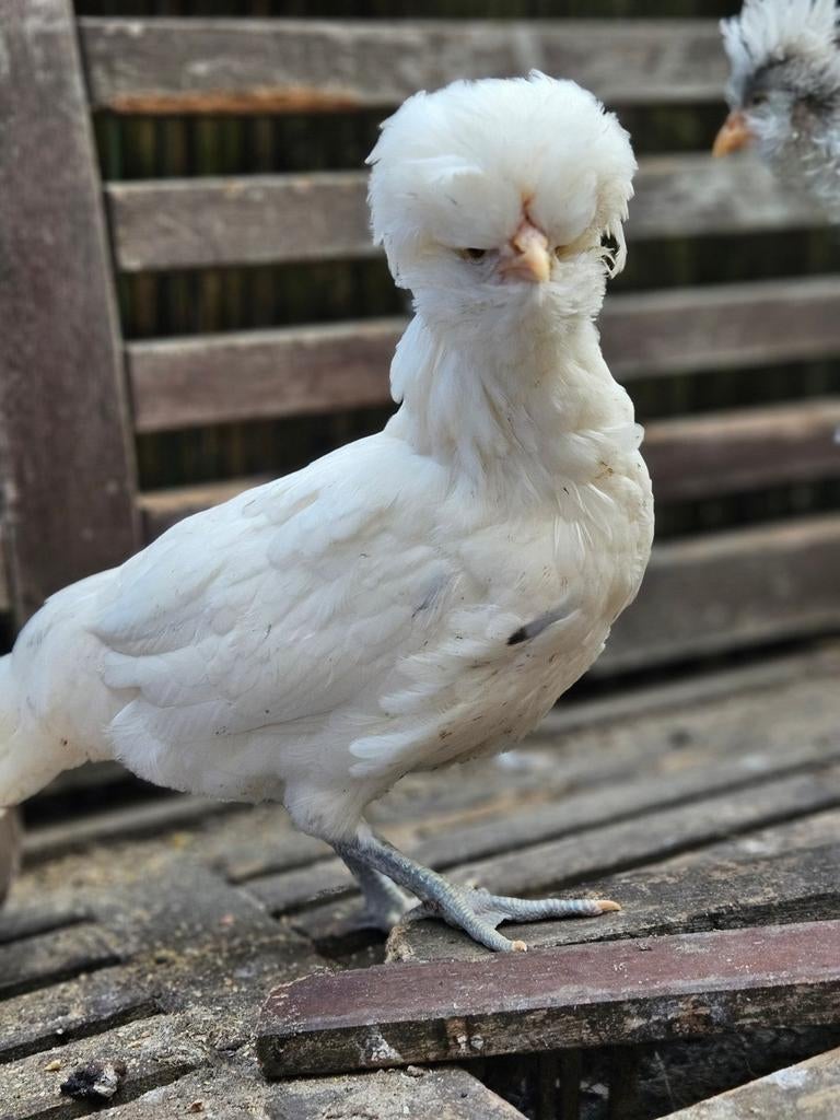 Witte Padua’s, Dieren en Toebehoren, Pluimvee, Meerdere dieren, Kip