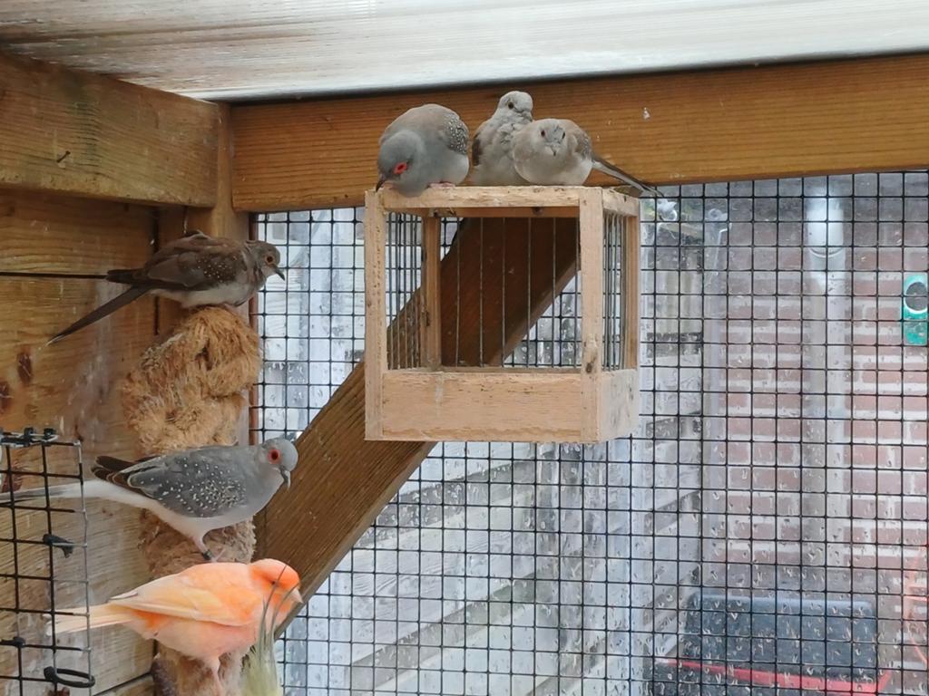 Diamantduifjes, Meerdere dieren, Overige soorten