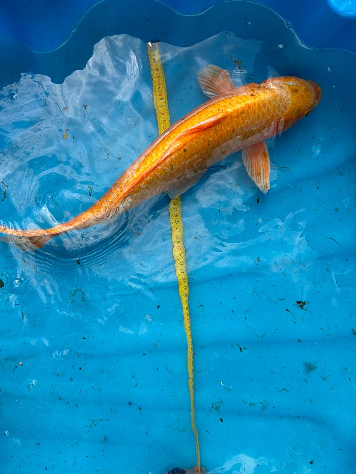 partij kois te koop tussen de 40 en 65 cm, Karper of Koi