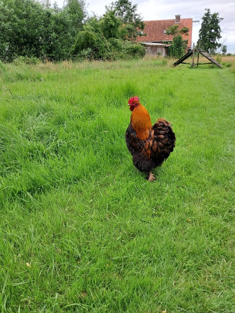 haan gratis ophalen, Dieren en Toebehoren, Pluimvee, Mannelijk, Kip