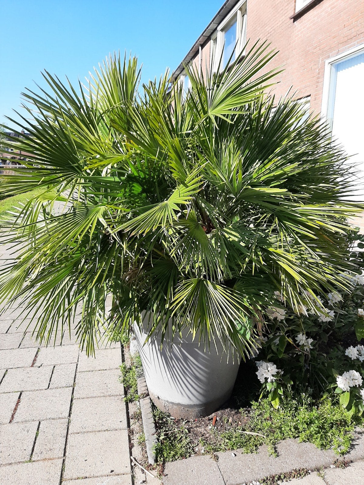Europese Dwergpalm Chamaerops Humilis Winterhard 150cm x 150, Volle zon, Vaste plant, Bloeit niet, Ophalen