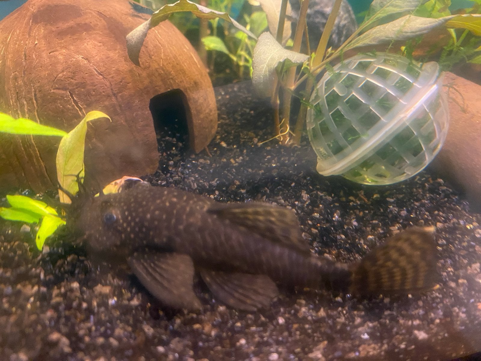 Mooie en actieve algeneter ancistrus, Dieren en Toebehoren, Vissen | Aquariumvissen, Vis, Zoutwatervis