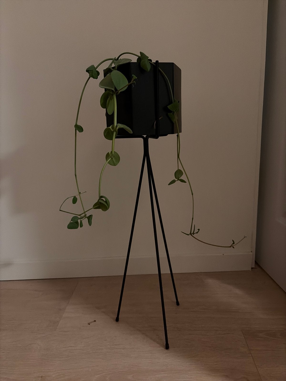 Ferm Living Plant Stand met pot en vetplant, Ophalen, Zwart, Zo goed als nieuw, Metaal