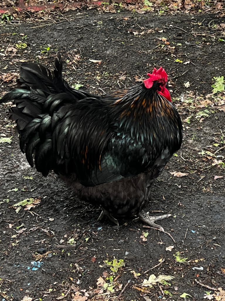 Gratis ophalen 7 hanen, Dieren en Toebehoren, Pluimvee, Mannelijk, Kip