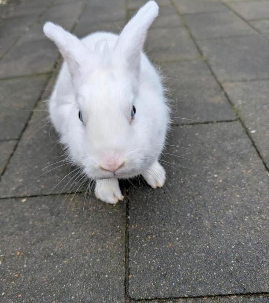Lief vrouwtjes konijn 3 maanden oud, Dieren en Toebehoren, Konijnen, Vrouwelijk