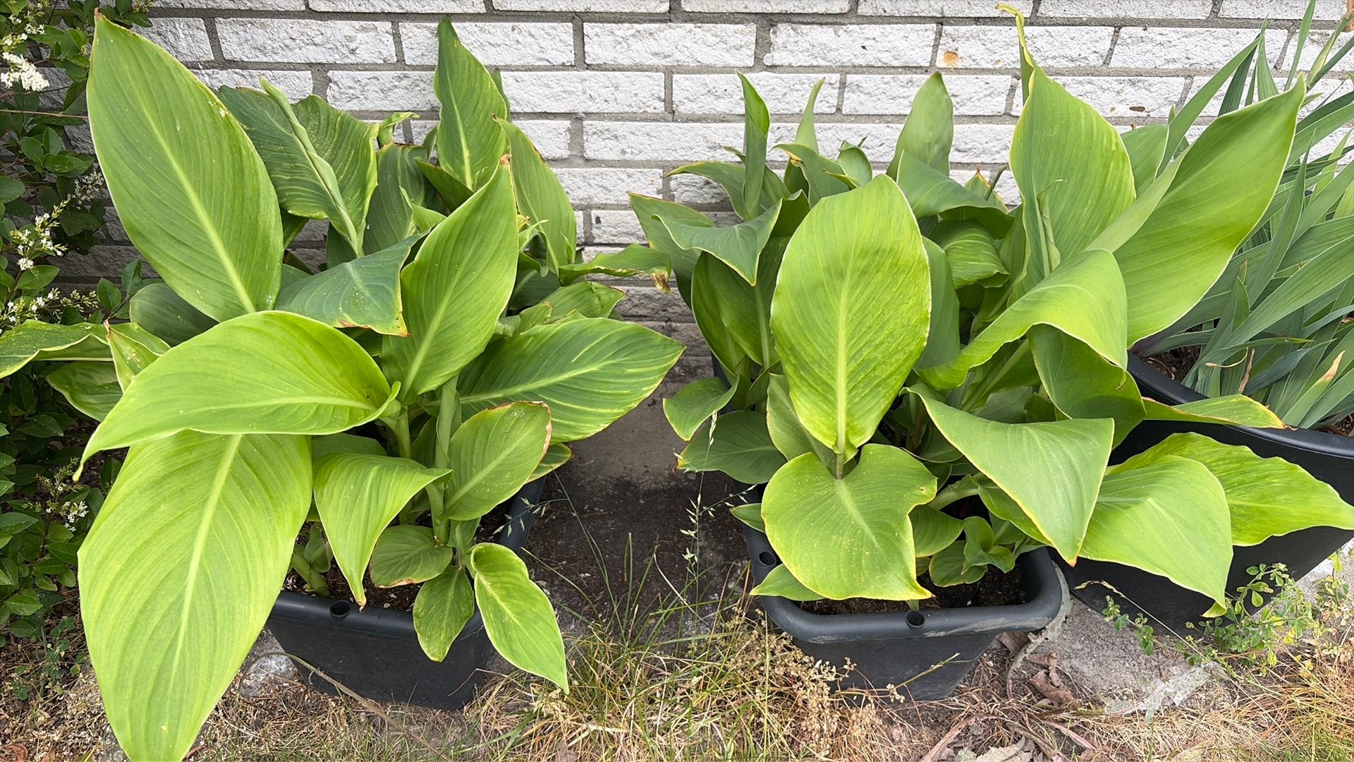 Gewortelde cannas of canna knollen, Tuin en Terras, Planten | Tuinplanten, Ophalen, Overige soorten, Volle zon