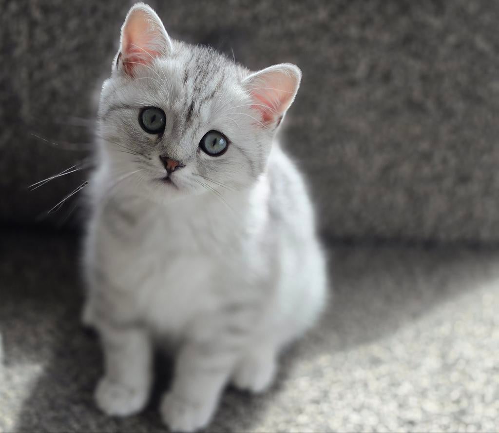 Raszuivere brits korthaar kittens met stamboom., Dieren en Toebehoren, Katten en Kittens | Raskatten | Korthaar, Meerdere dieren
