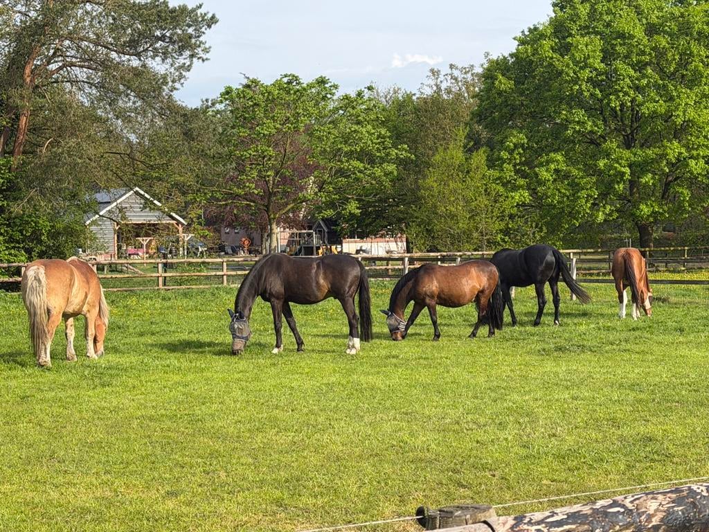 Binnenkort stalling vrij epe -RUIN-, Dieren en Toebehoren