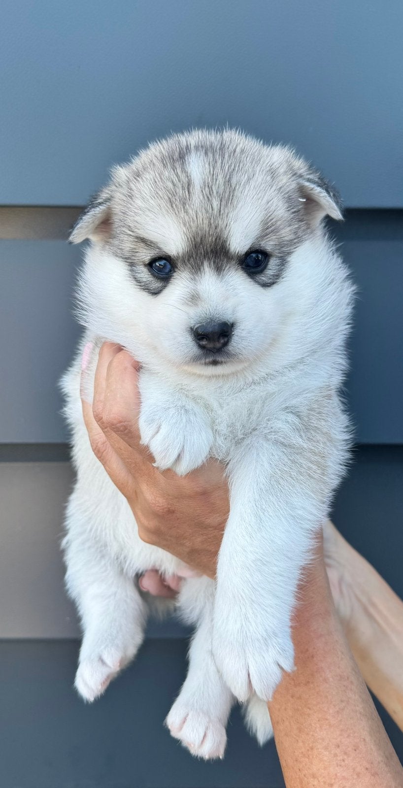 POMSKYNEDERLAND - POMSKY PUPPIES BESCHIKBAAR. (Mini husky), Parvo, Nederland, 8 tot 15 weken, Poolhond