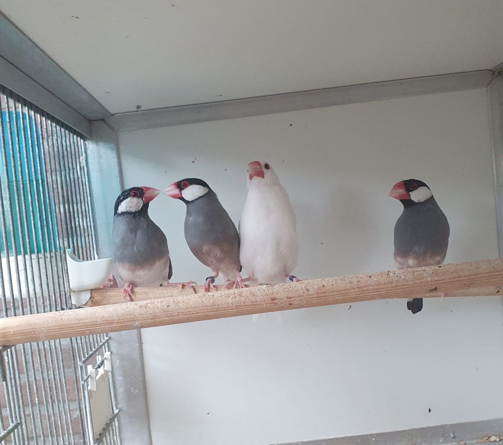 Twee koppels Rijstvogels kweekrijp, Meerdere dieren