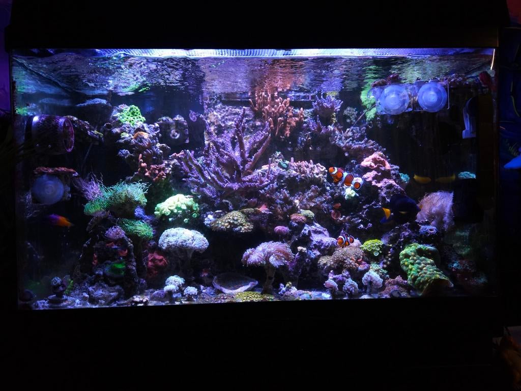 Koraal stekken zeeaquarium zoutwater sps/lps/zoanthus, Dieren en Toebehoren, Ophalen