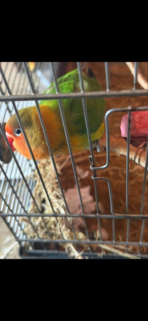 Agapornis, Geslacht onbekend, Dwergpapegaai of Agapornis