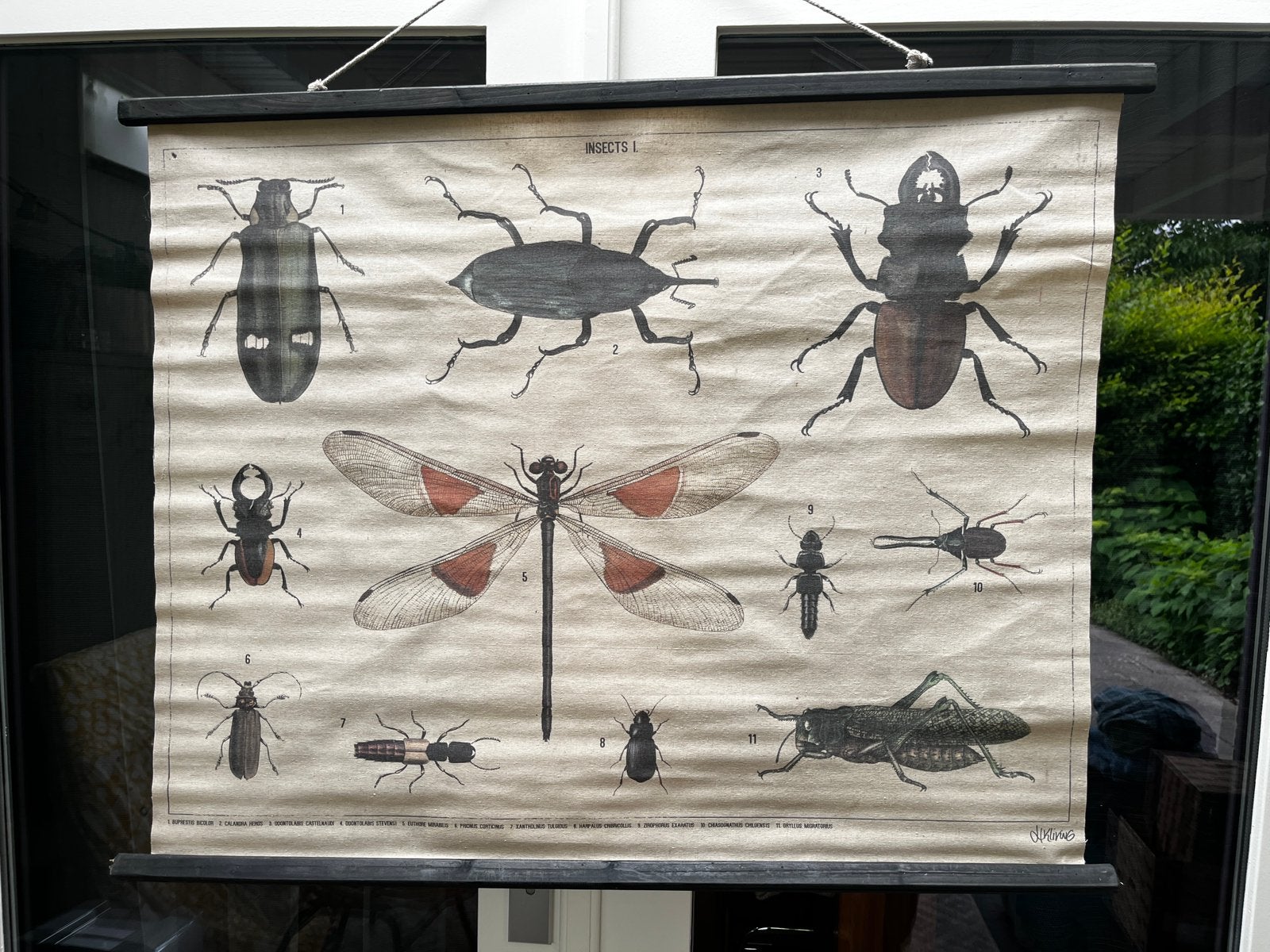 Insecten rol poster HK Living, Ophalen of Verzenden, Natuur en Biologie