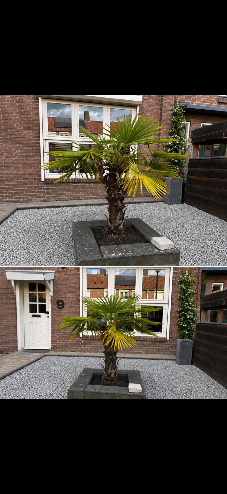 Palmboom tuin, Tuin en Terras, 100 tot 250 cm, Zomer, Palmboom, Ophalen