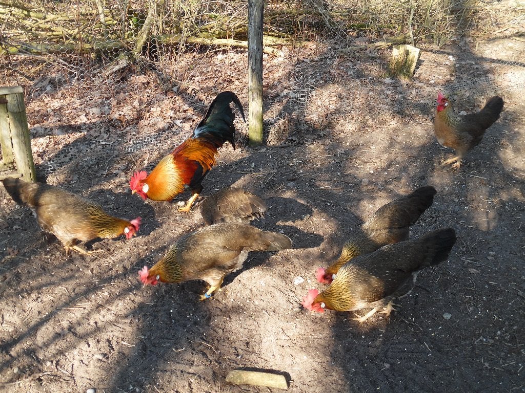 leghorn patrijs haan, Dieren en Toebehoren, Mannelijk, Kip