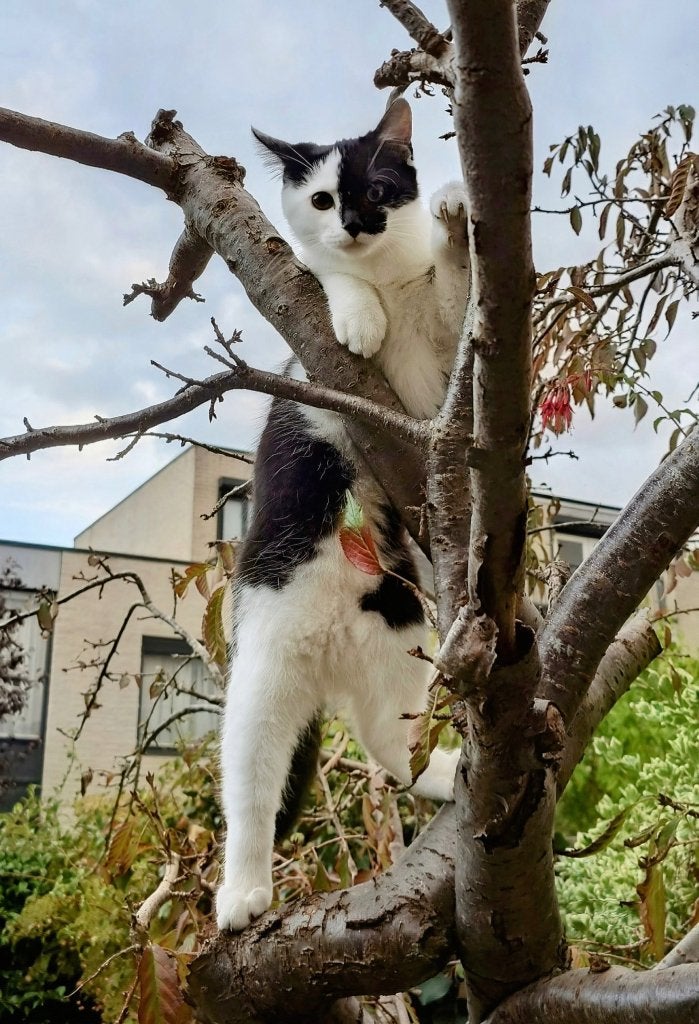 Ragdoll - Britse korthaar x Europese Kitten Joek [21 weken], Meerdere dieren, Ontwormd, 0 tot 2 jaar