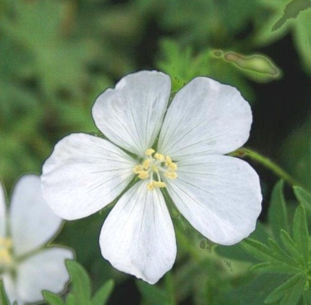 Geranium 'Sang' - album in pot (P9), Bodembedekkers, Vaste plant, Ophalen of Verzenden, Halfschaduw