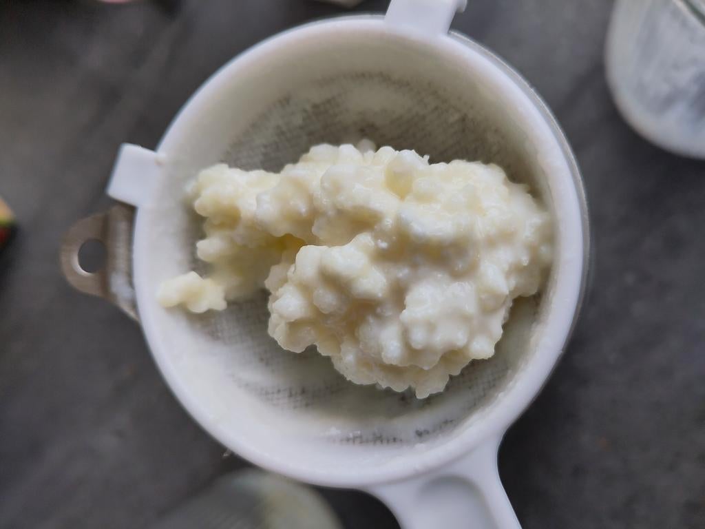 Melk kefir, Ophalen