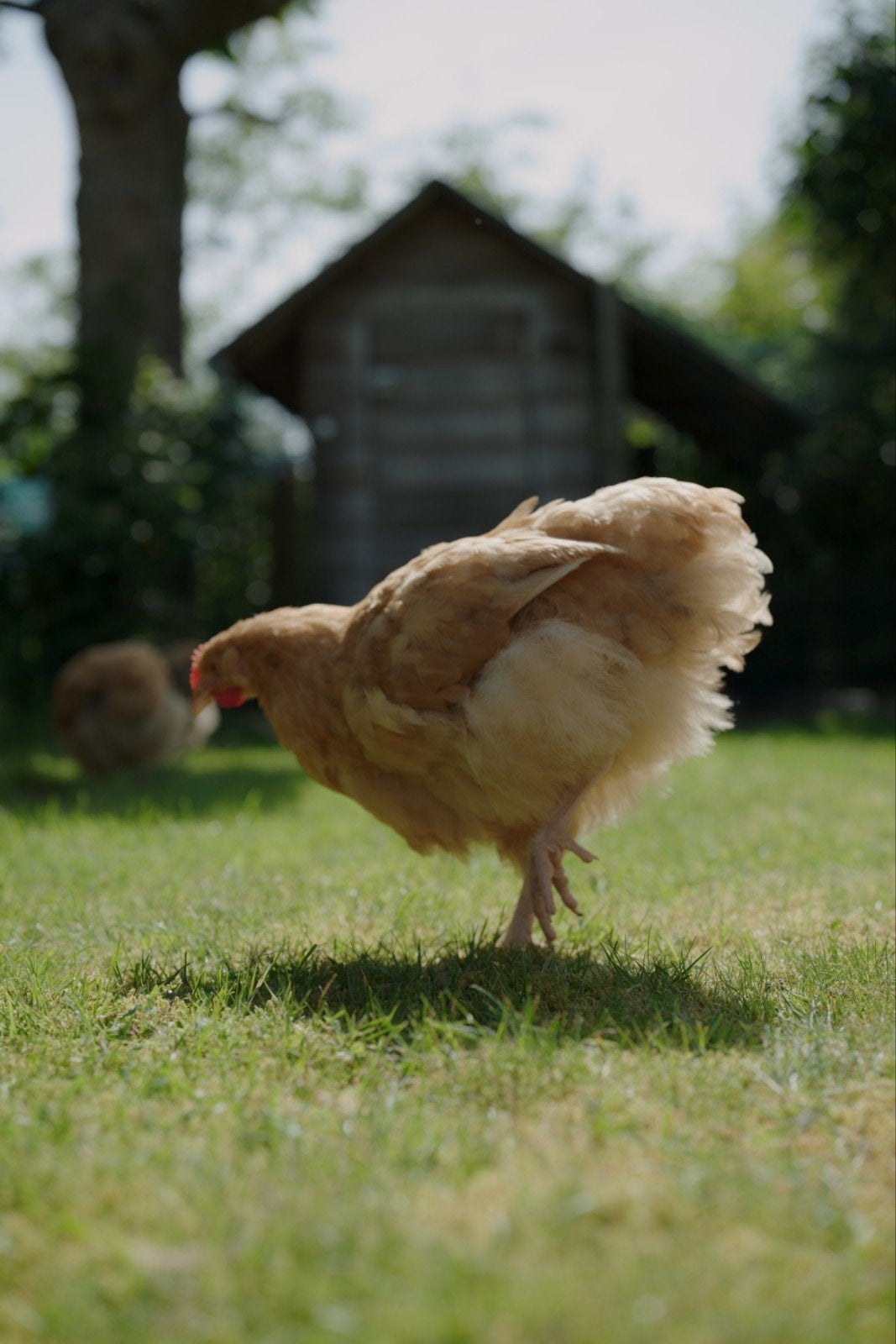 Orpington hennen buff kuikens, Dieren en Toebehoren, Meerdere dieren, Kip