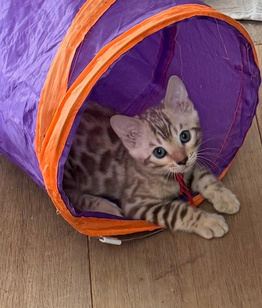 Prachtige snow bengaal kittens, Meerdere dieren, Met stamboom, 0 tot 2 jaar