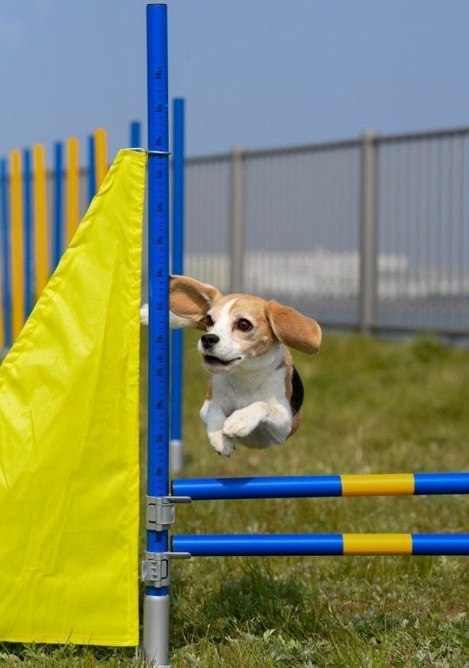 Agility Hoogte Sprong Dubbel Hondentraining Hondensport, Dieren en Toebehoren, Ophalen of Verzenden, Nieuw, Overige typen