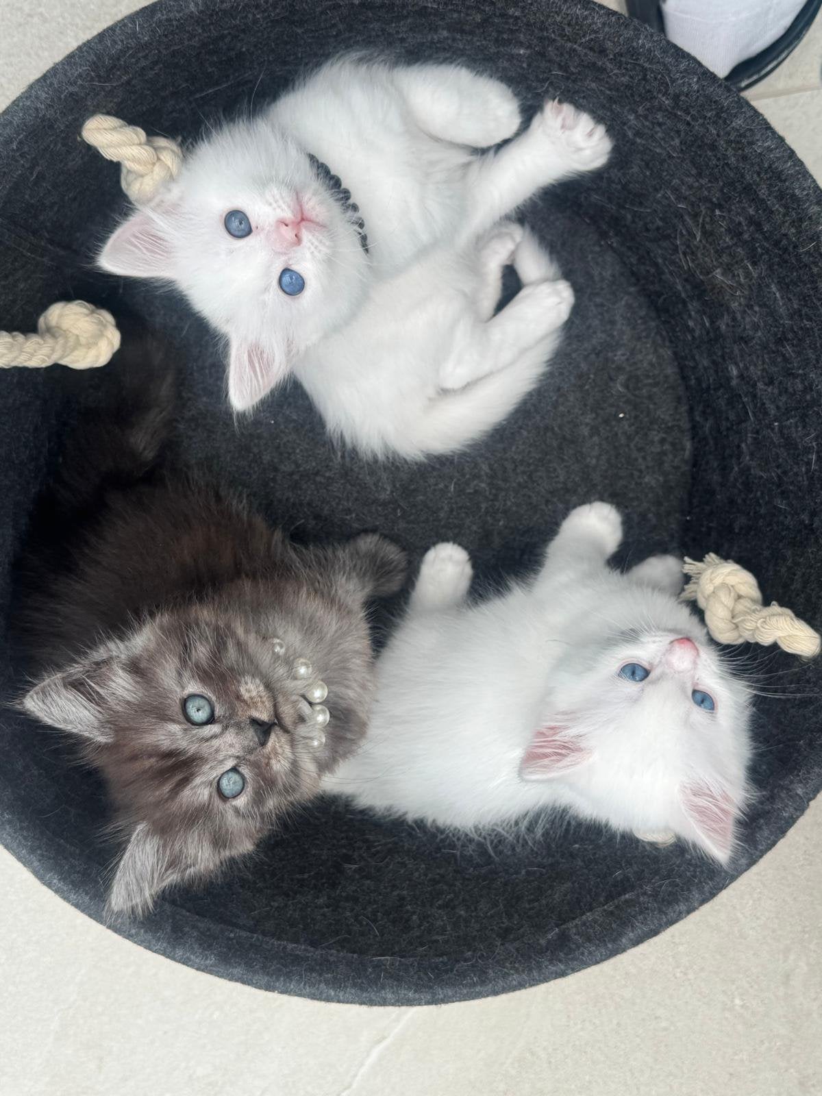 Maine coon x Turkse van kittens, Meerdere dieren, Ontwormd