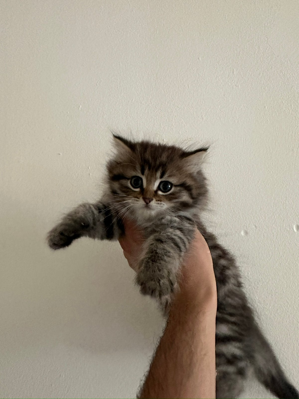 2 fluffy British long hair kittens  for sale, 2 month old, Poes