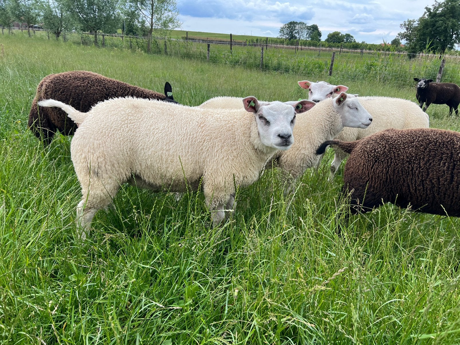 Witte texelaar dekrammen, Mannelijk, Schaap, 0 tot 2 jaar