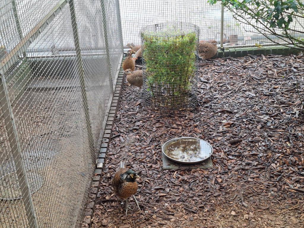 Fazanten 2hanen en 3hennen, Dieren en Toebehoren, Meerdere dieren