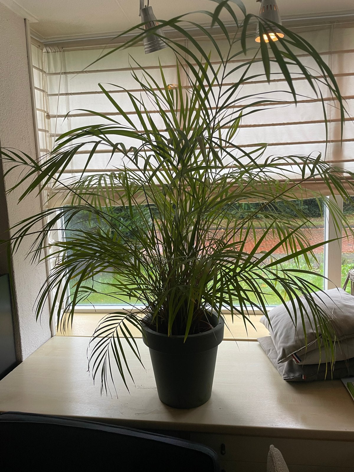 Grote Areca Palm - Kamerplant in pot, Ophalen, 100 tot 150 cm, Palm, Halfschaduw