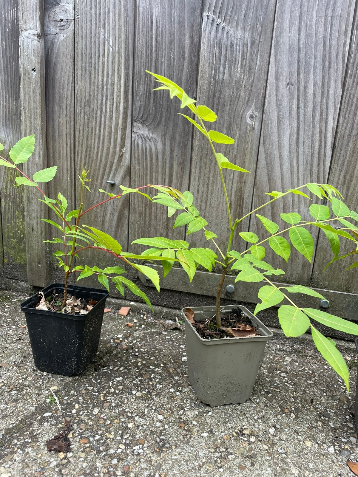Uiensoepboom (Toona sinensis), Minder dan 100 cm, Volle zon, In pot, Overige soorten