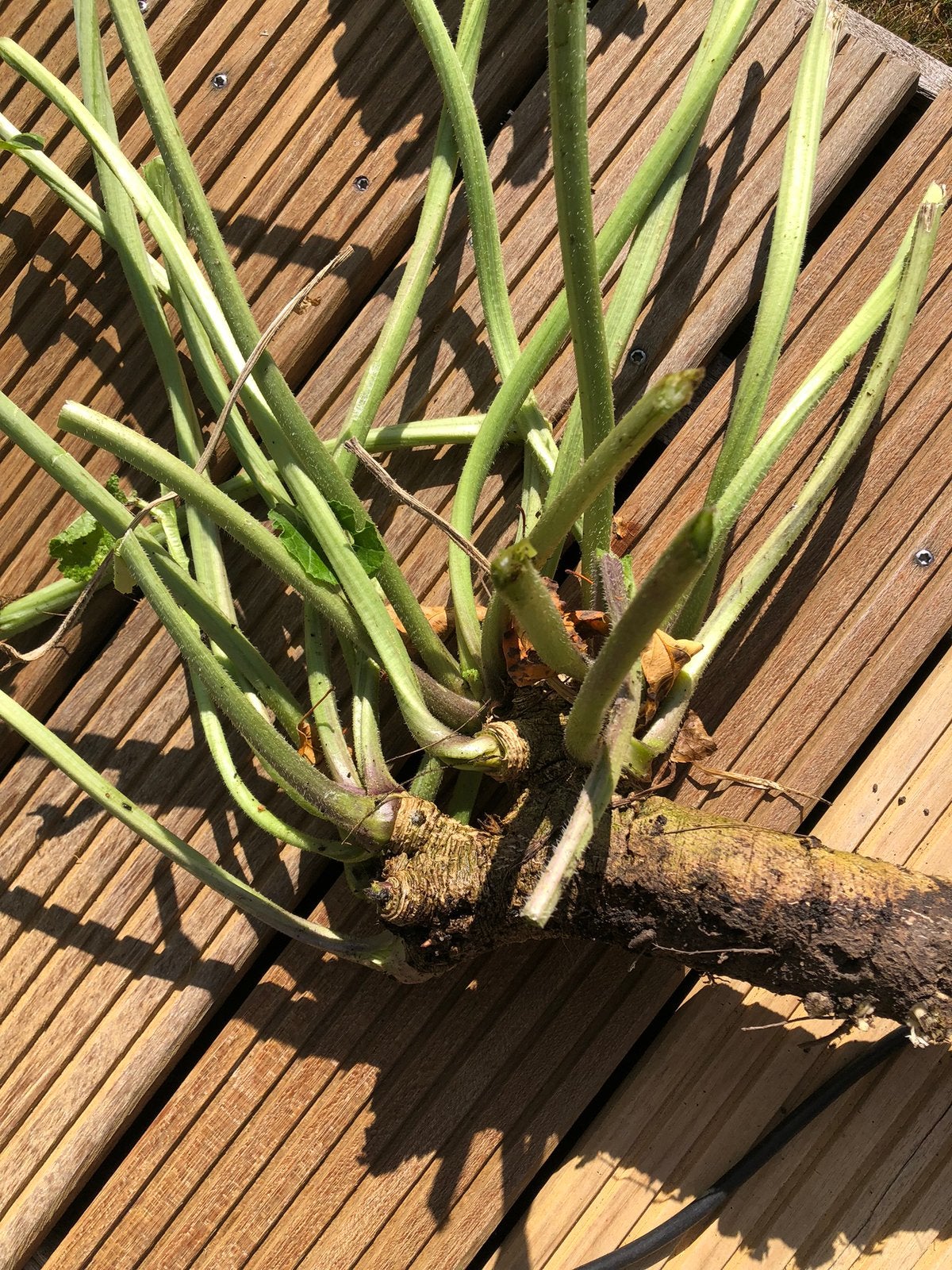 Zeekool (crambe cordifolia), Tuin en Terras, Planten | Tuinplanten, Ophalen, Overige soorten, Volle zon