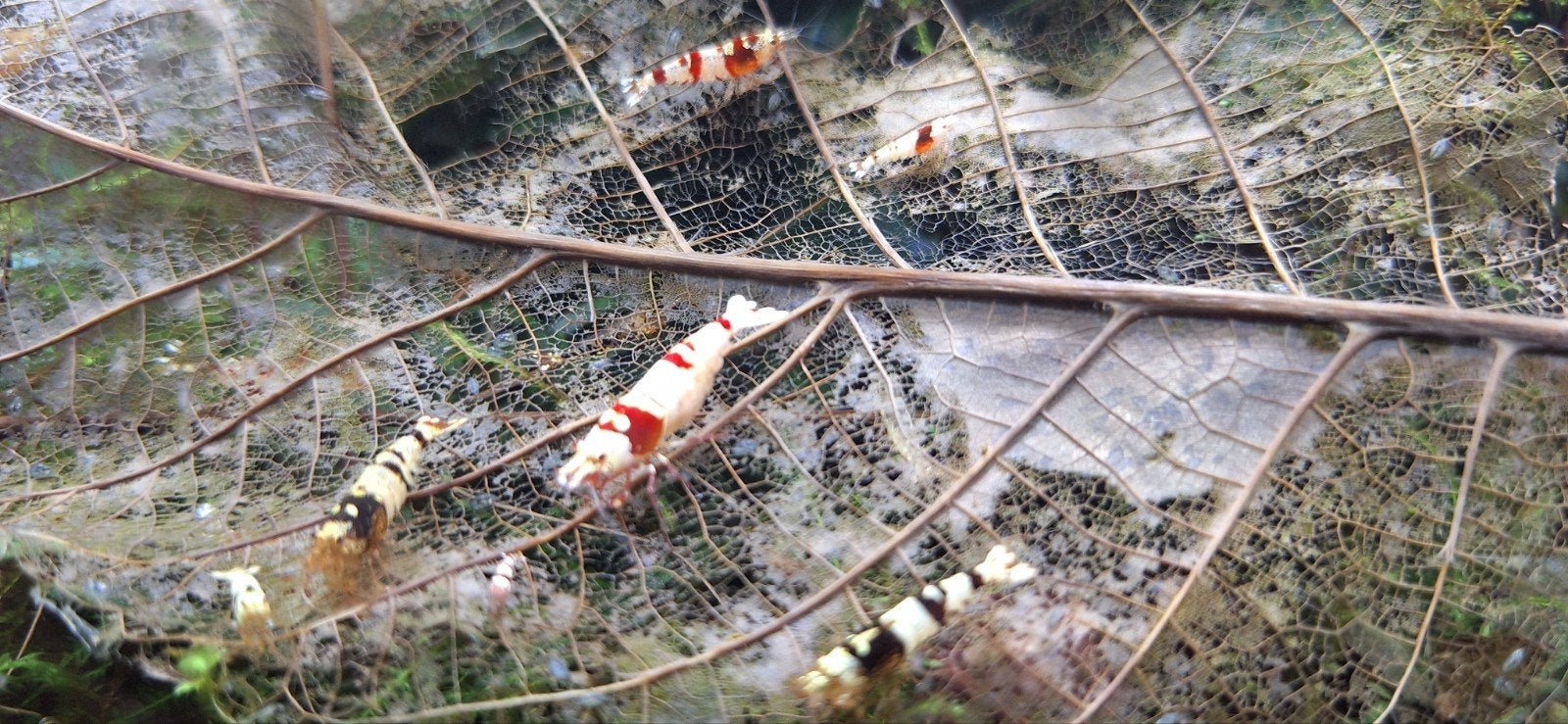 Walnoot bladeren 100 stuks., Dieren en Toebehoren, Vissen | Aquaria en Toebehoren, Ophalen, Nieuw