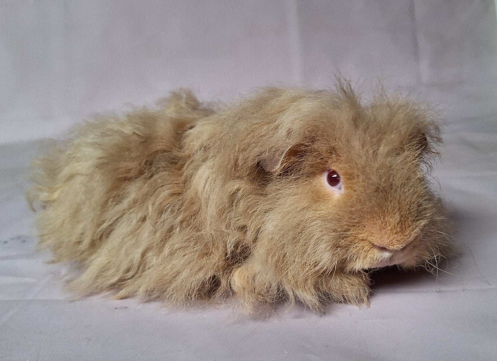 Jong Merino beertje - beige otter, Cavia, Mannelijk, Mei, Tam