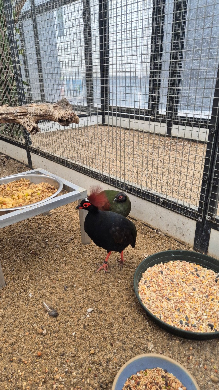Nieuw binnen bij Vogelspeciaalzaak De Toekan – Prachtige, Dieren en Toebehoren, Meerdere dieren, Tropenvogel, Geringd