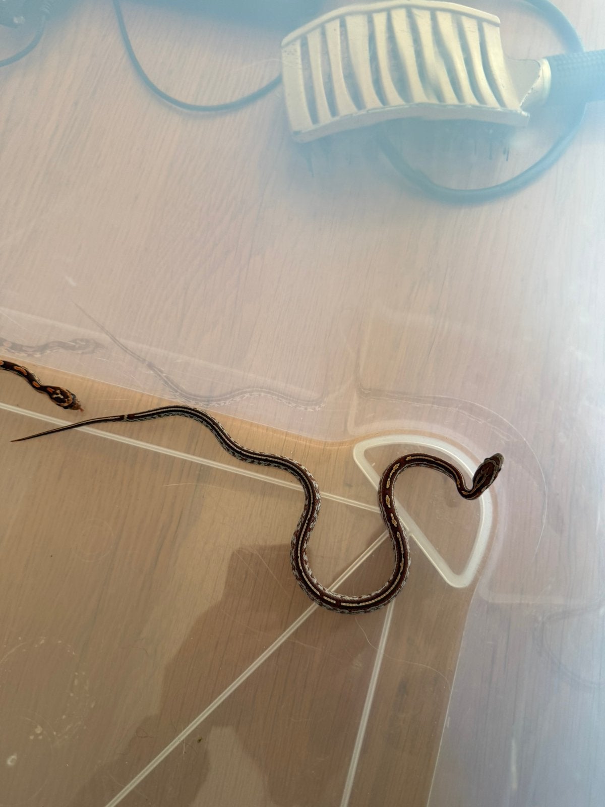 Baby rattenslang Rat Snake photo 2