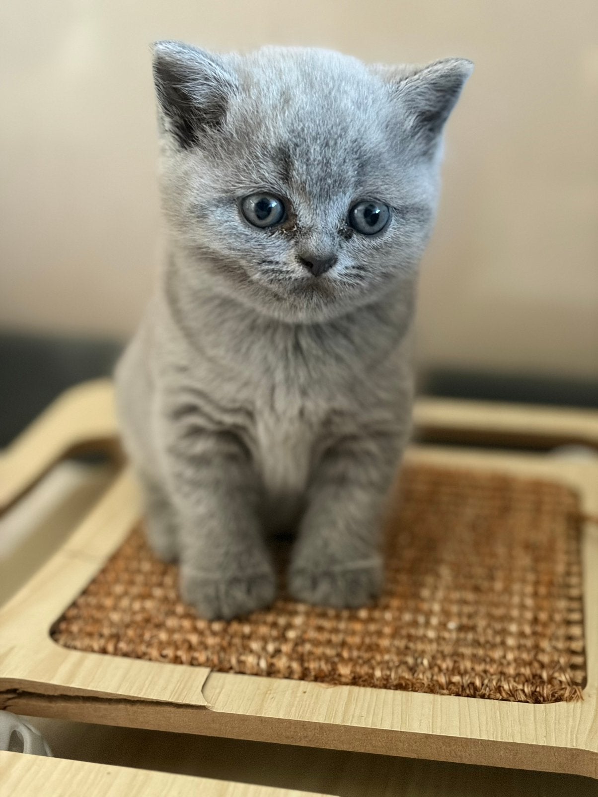 Raszuivere blauwe britse korthaar kittens, Dieren en Toebehoren, Katten en Kittens | Raskatten | Korthaar, Meerdere dieren, Ontwormd