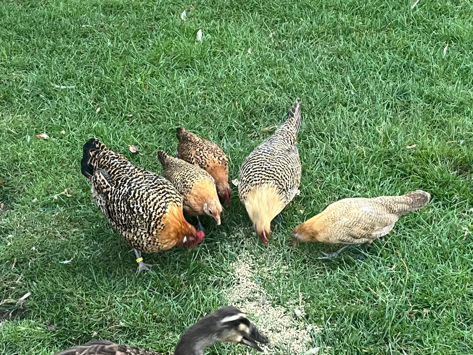 Goudpel kriel, Dieren en Toebehoren, Pluimvee, Meerdere dieren, Kip