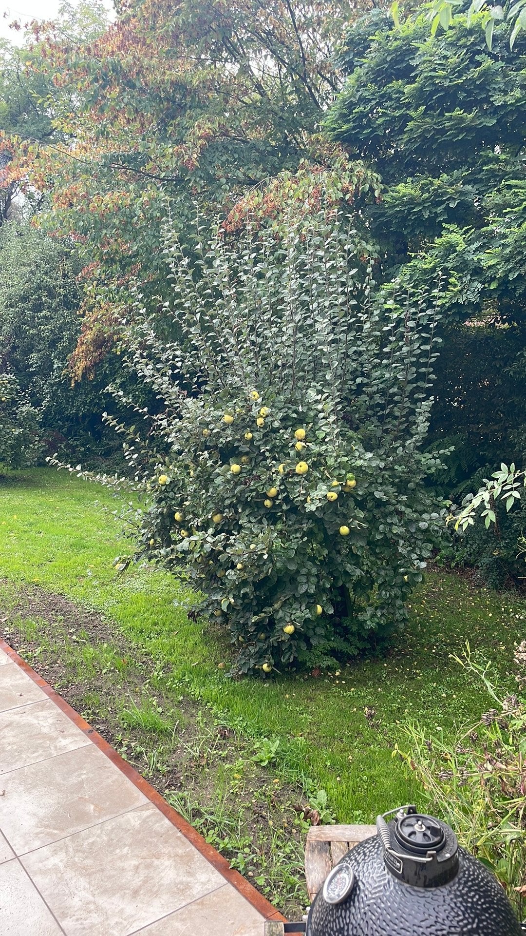 Kweeperen (gratis), Tuin en Terras, Ophalen, Overige soorten, Minder dan 100 cm