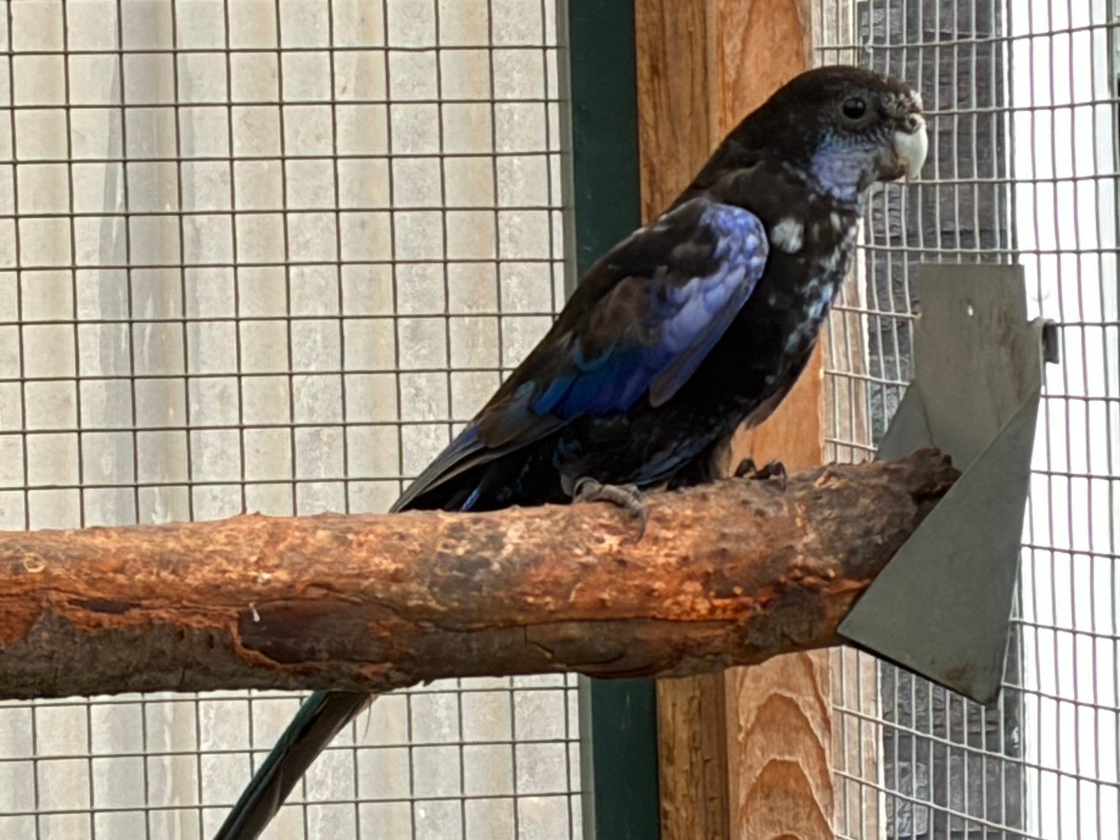 Mooie zwart/blauwe Rosella 2025, Dieren en Toebehoren, Vogels | Parkieten en Papegaaien, Mannelijk, Parkiet, Geringd
