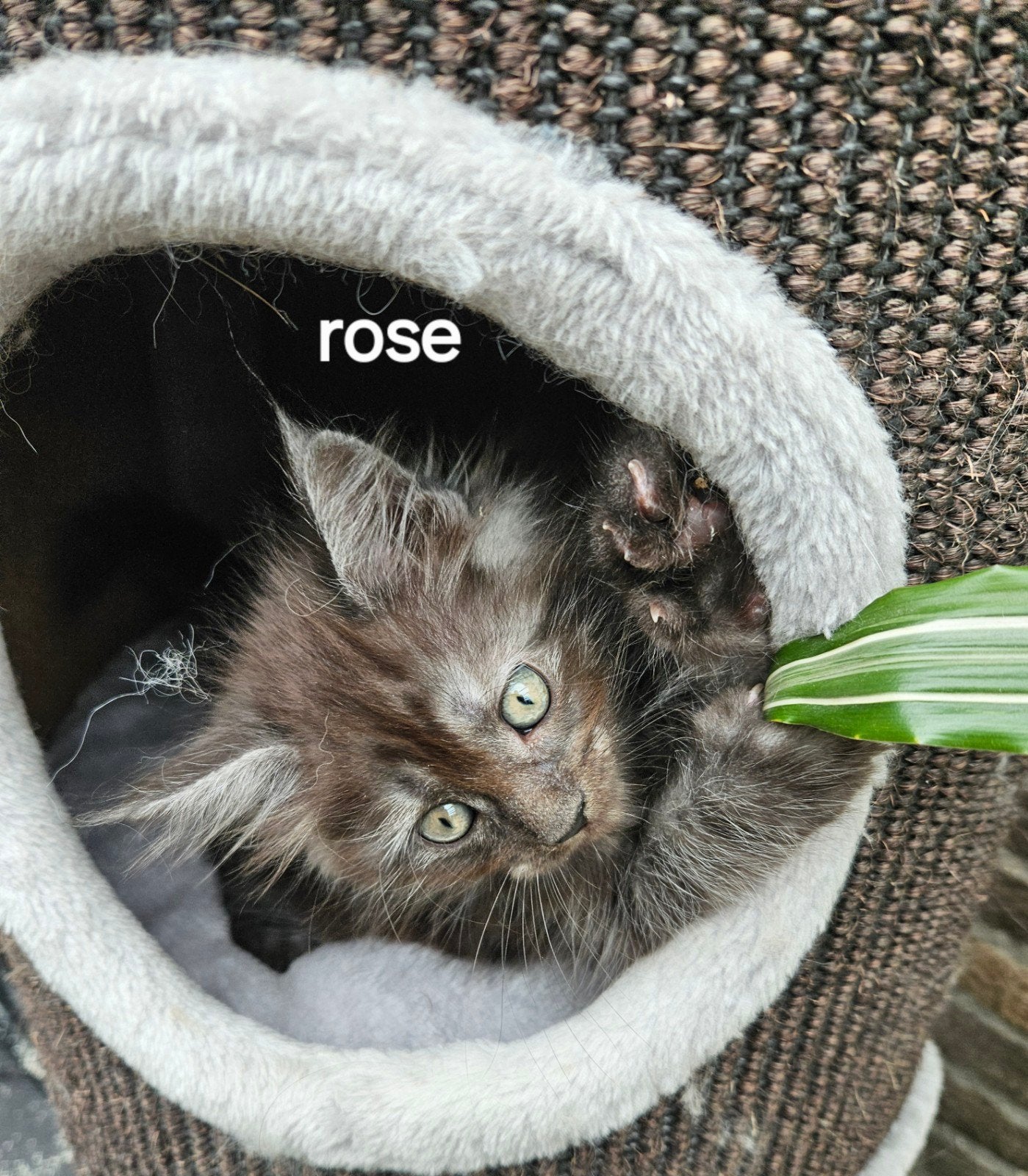 Main Coon: 100% mogen verhuizen., Meerdere dieren, Gechipt, 0 tot 2 jaar