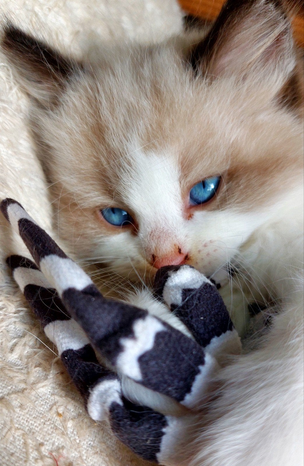 2 lieve Ragdoll kitten katertjes met stamboom, Kater, Met stamboom, 0 tot 2 jaar