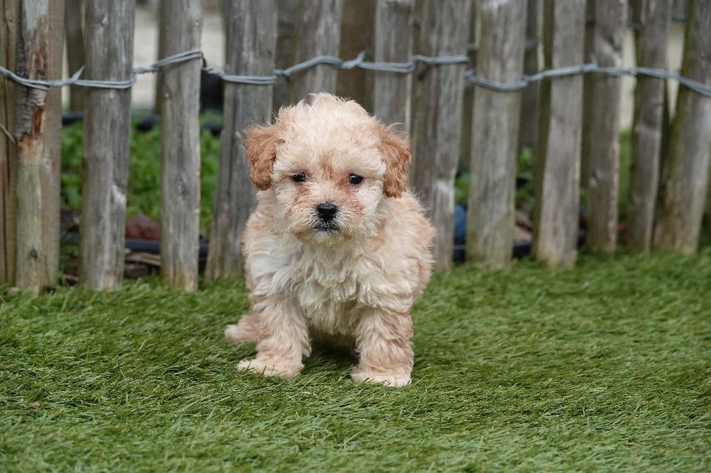 Prachtige maltipoo pup (geteste ouders), Parvo, België, Overige rassen, 8 tot 15 weken