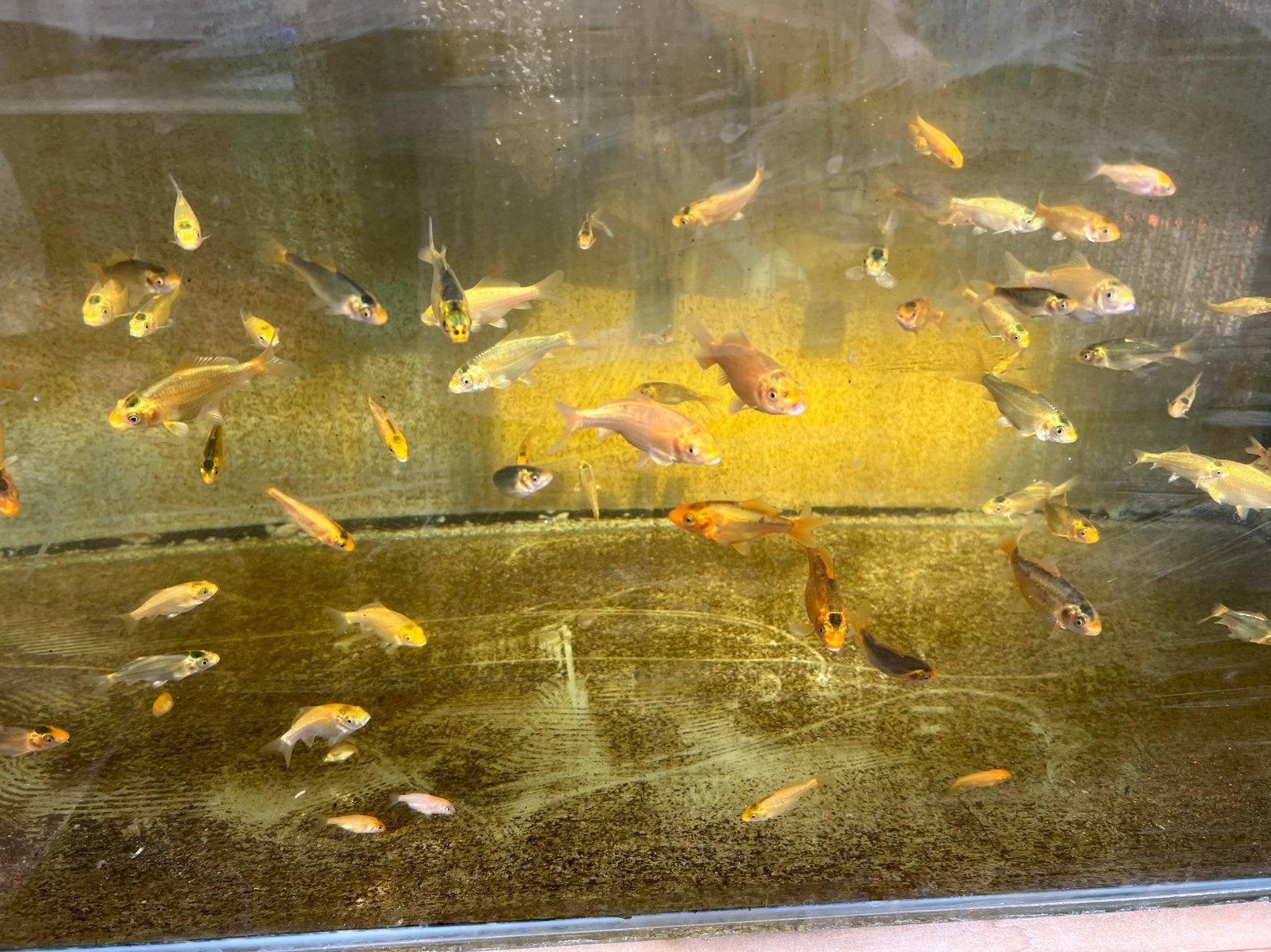 Babykoi juni 2026, Dieren en Toebehoren, Karper of Koi