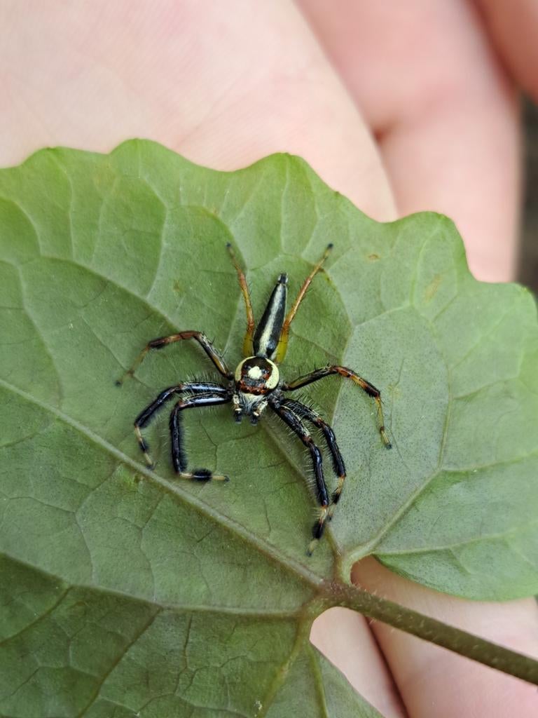 Two-striped Telamonia - Telamonia dimidiata., Bijen