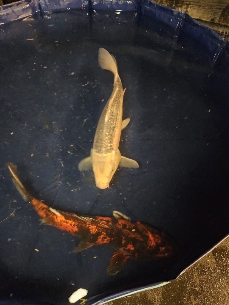 Gin Matsuba Japanse koi, Karper of Koi