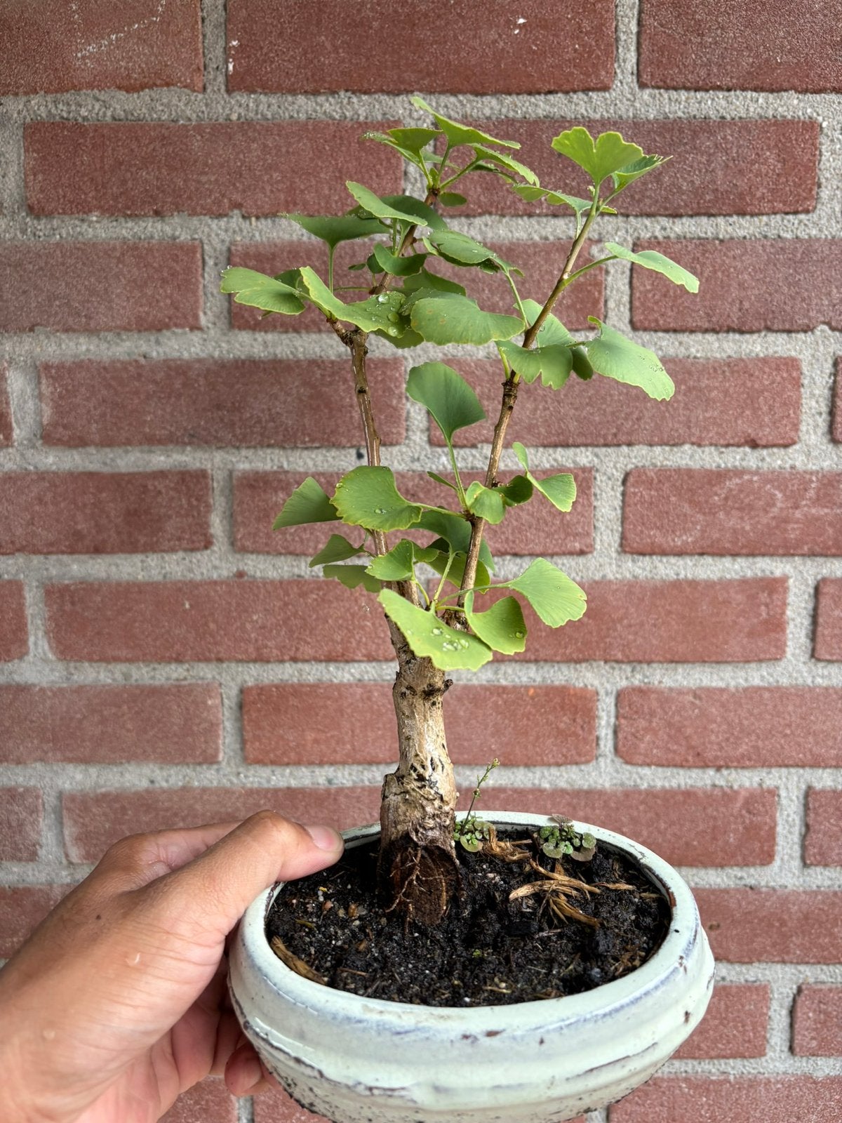 Japanse Ginkgo bonsai te koop, Bloeit niet, Overige soorten, Minder dan 100 cm, Ophalen