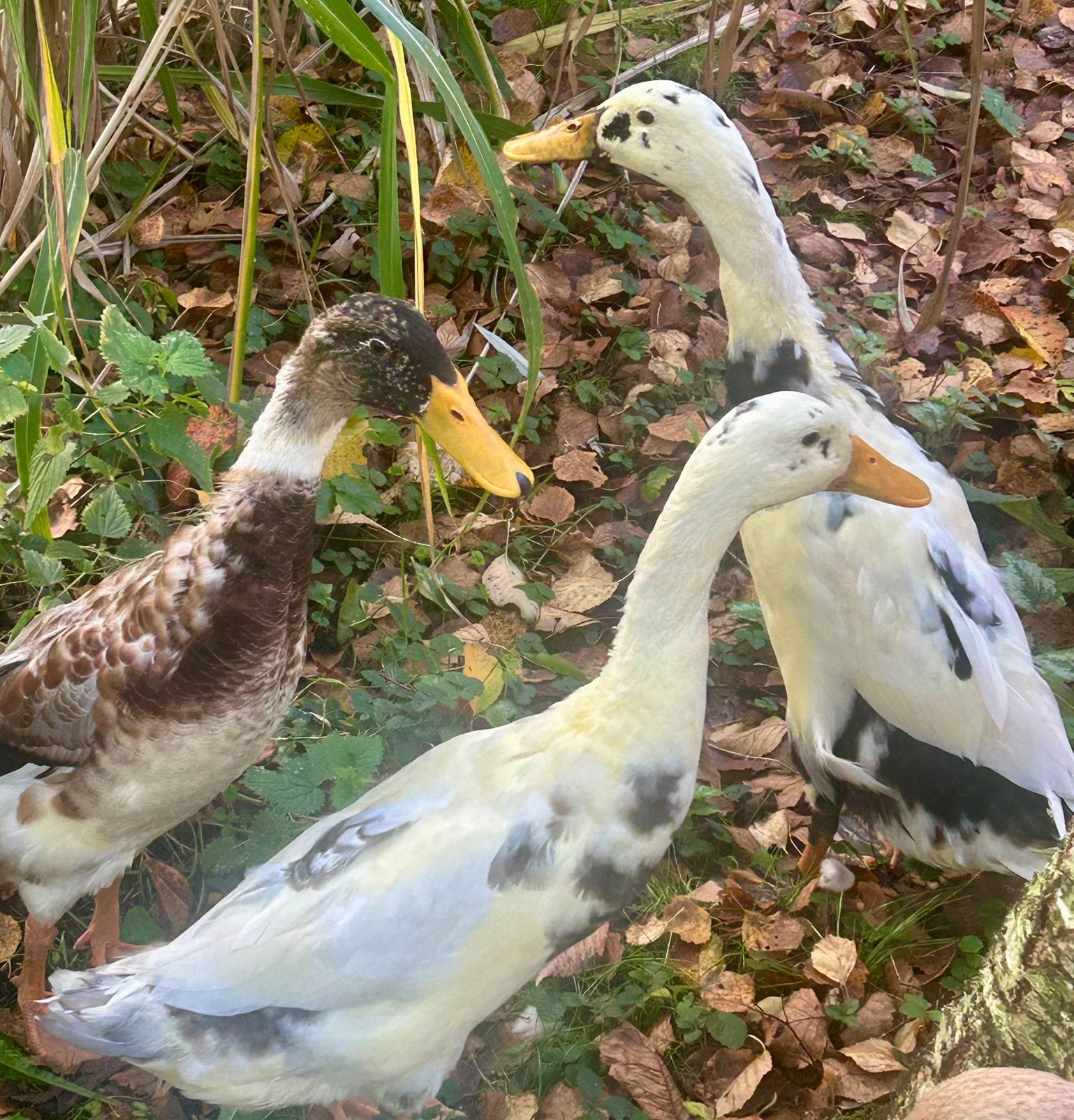 3 jonge woerden, Mannelijk, Eend