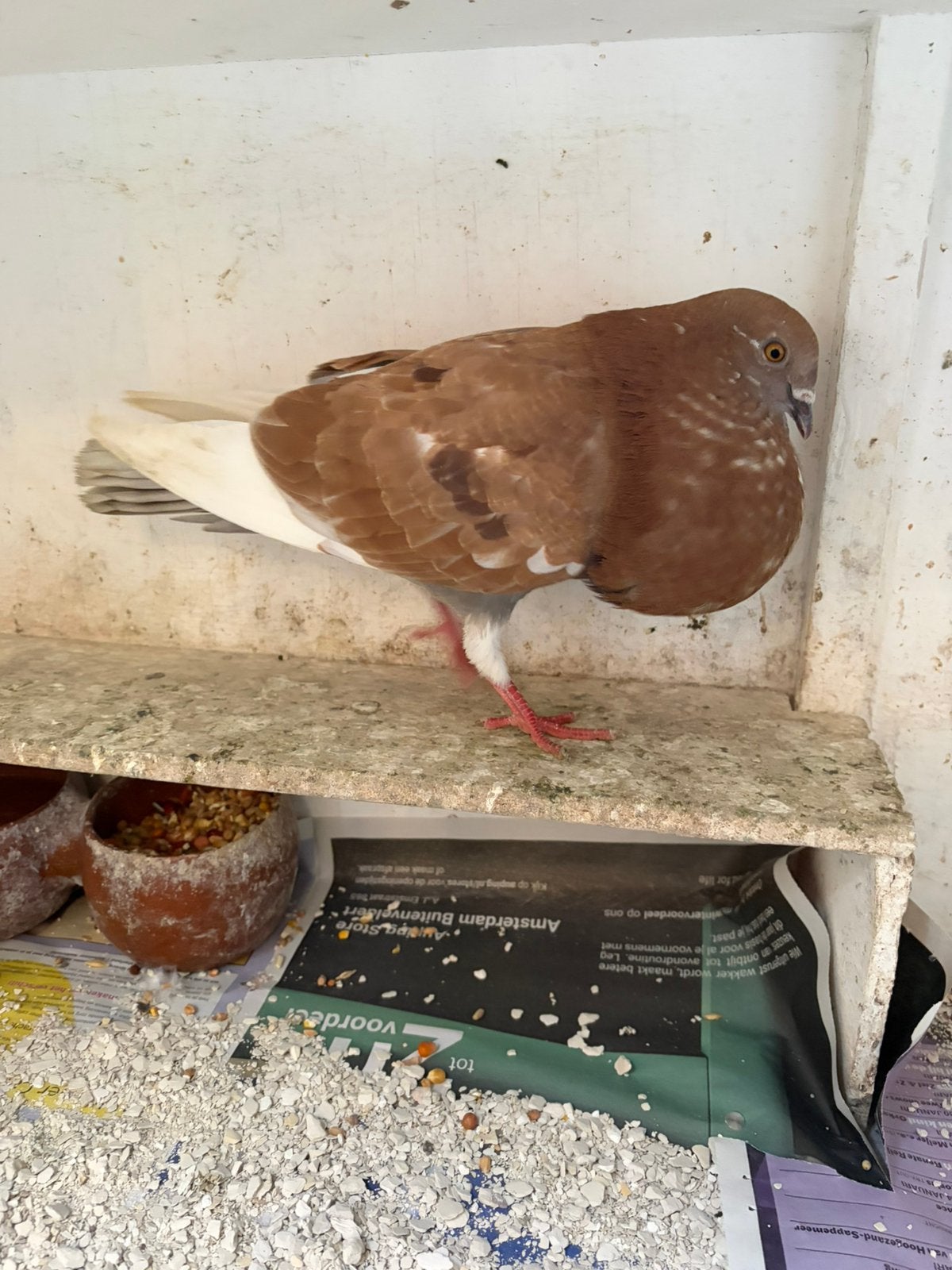 Kropper/bastaard/Doffer van dit jaar, Dieren en Toebehoren, Mannelijk, Kropper